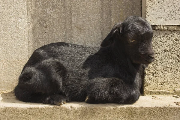 Cabra Recém Nascida Cerca Infância Uma Cabra Negra — Fotografia de Stock