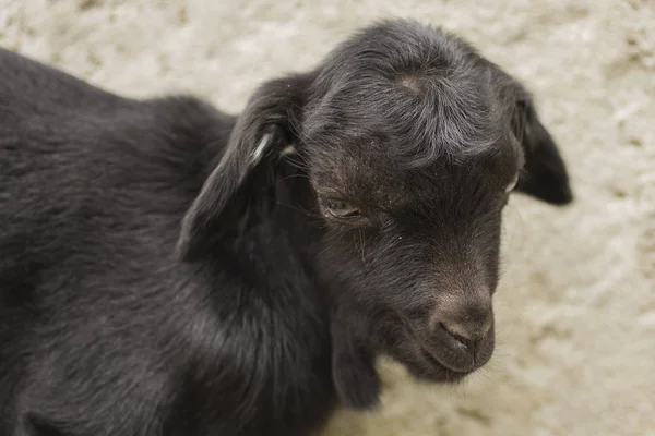 フェンスに新生仔山羊 黒ヤギの幼年期 — ストック写真