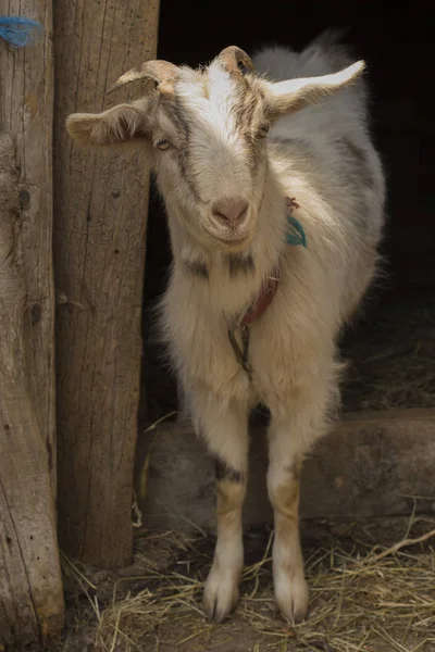 Adult Goat Pen Horned Animal — Stock Photo, Image