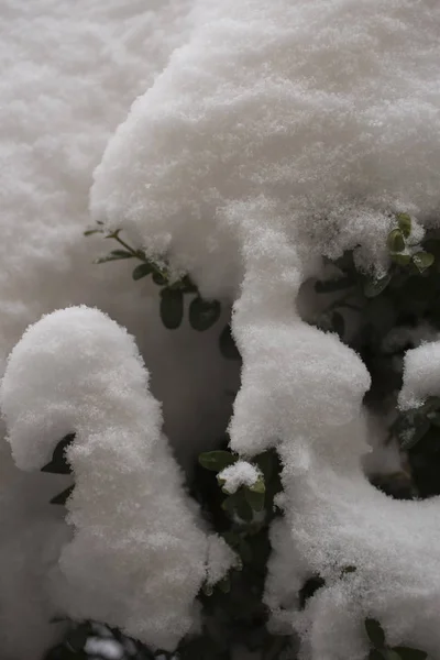 Buxus Nella Neve Fiocchi Neve Albero Piante Inverno — Foto Stock