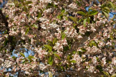 Bahar çiçekli kiraz ağacı.