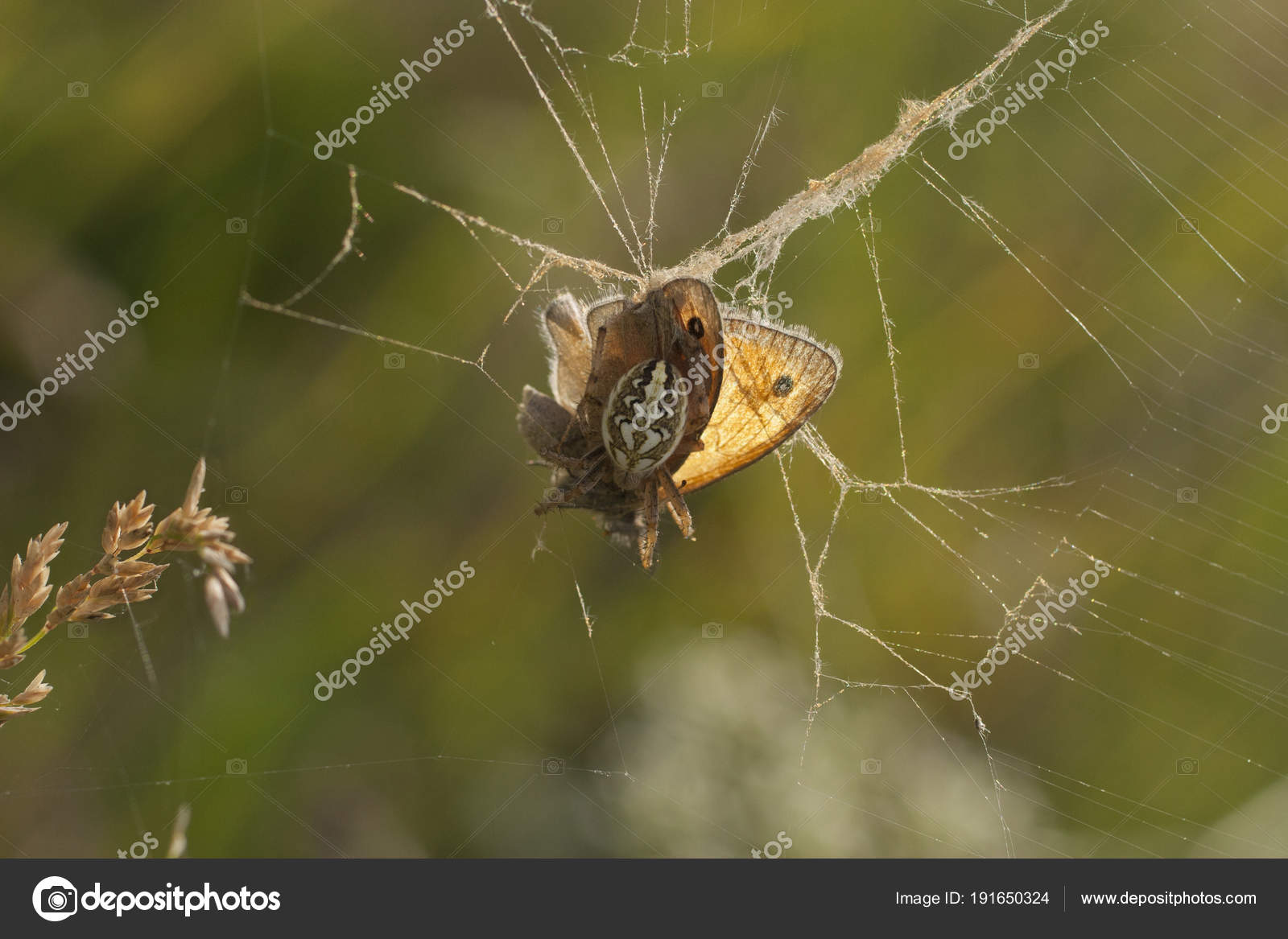 https://st3.depositphotos.com/15879370/19165/i/1600/depositphotos_191650324-stock-photo-butterfly-paws-spider-death-insect.jpg