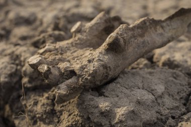 İskit kazı mezar. Eski bir at antik kalıntıları. Bin yıllık kemikler hayvan.