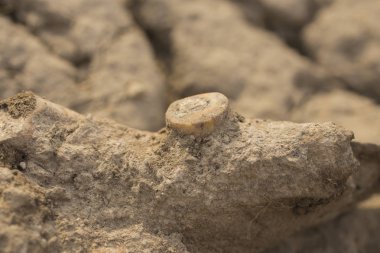 İskit kazı mezar. Eski bir at antik kalıntıları. Bin yıllık kemikler hayvan.