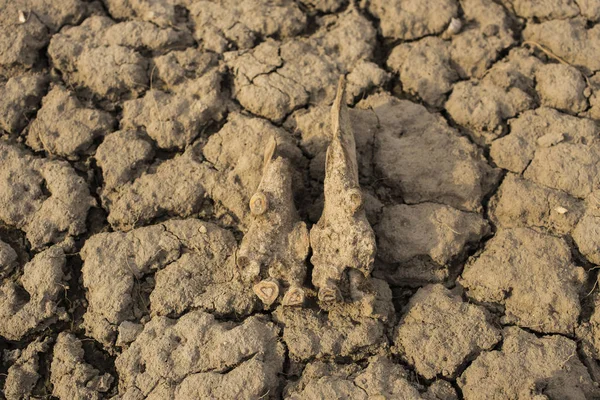 Excavation Scythian Graves Ancient Remains Old Horse Millennial Bones Animal — Stock Photo, Image