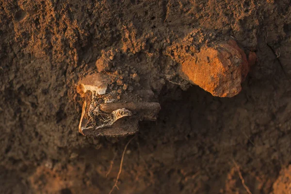Excavation Tombes Scythes Des Restes Anciens Vieux Cheval Millénaires Animal — Photo