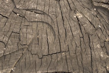 Yaşlı bir ağaç ölümü. Güdük ağacında doku.