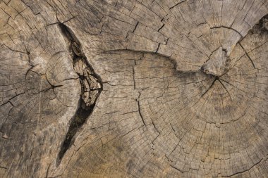 Yaşlı bir ağaç ölümü. Güdük ağacında doku.