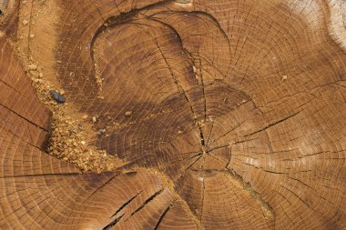 Yaşlı bir ağaç ölümü. Güdük ağacında doku.