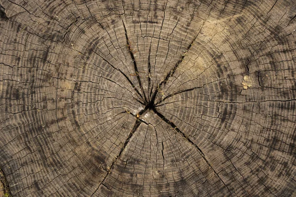 古い木の死 断端の木のテクスチャ — ストック写真