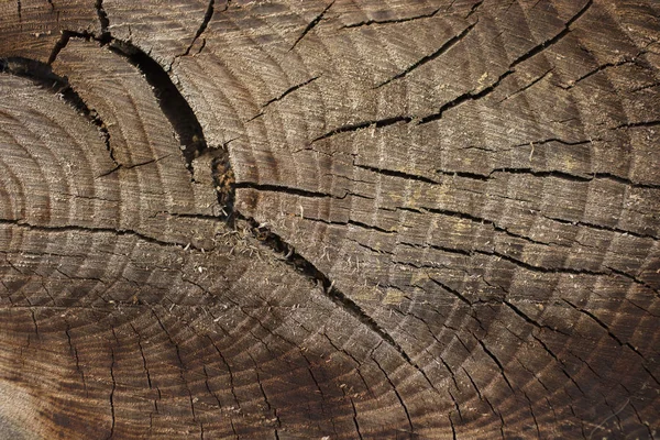 Tod Eines Alten Baumes Die Struktur Des Baumes Baumstumpf — Stockfoto