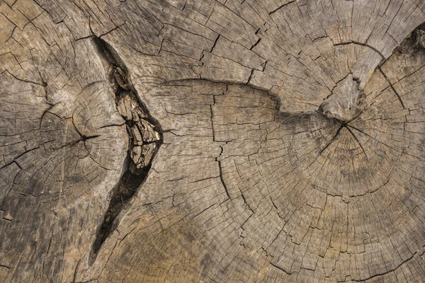 Tod Eines Alten Baumes Die Struktur Des Baumes Baumstumpf — Stockfoto