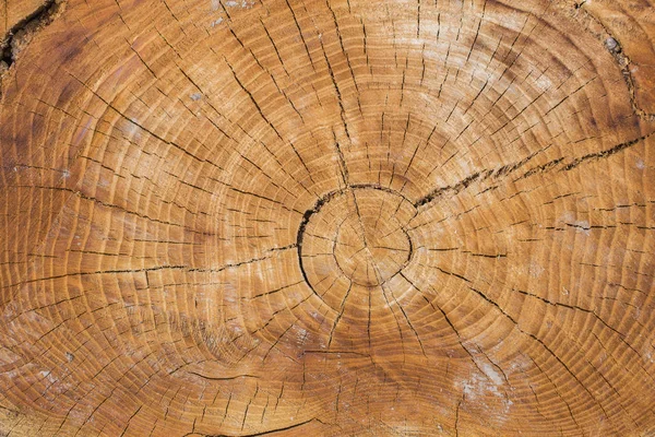 Death of an old tree. The texture of the tree in the stump.