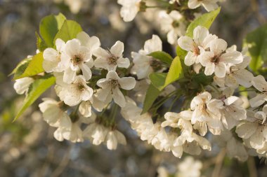 Kiraz çiçekleri. Meyve ağacının beyaz çiçekleri.