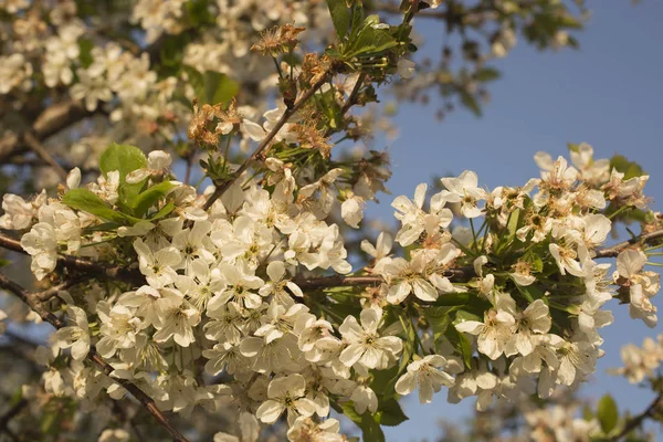 Cherry Blossoms White Flowers Fruit Tree — Stock Photo, Image
