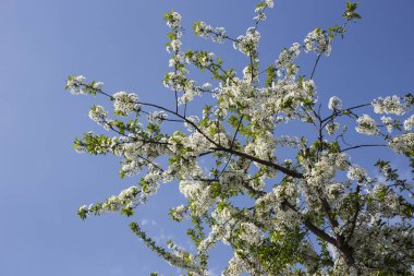 Kiraz çiçekleri. Meyve ağacının beyaz çiçekleri.