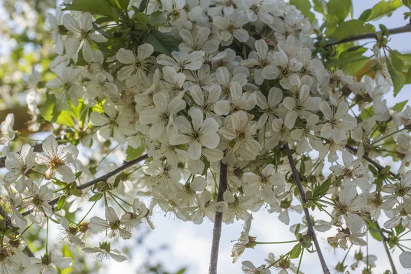 Třešňové Květy Bílé Květy Ovocného Stromu — Stock fotografie