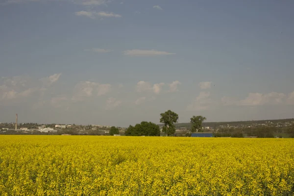 Sarı Kolza Tohumu Alan Shrovetide Kültür Sinapis — Stok fotoğraf