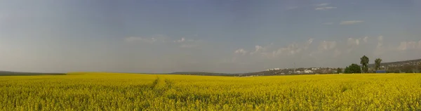Ελαιοκράμβη Κίτρινο Πεδίο Πολιτισμός Της Τυροφάγου Sinapis — Φωτογραφία Αρχείου
