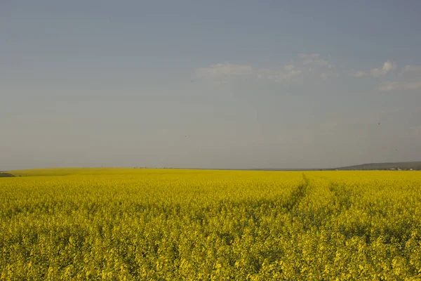 Yellow Rapeseed Field Shrovetide Culture Sinapis — Stock Photo, Image
