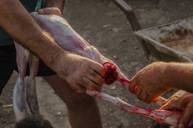 Hayvan katliamı. Hayvan kesim. Tavşan son günü. Tavşan ölümü.