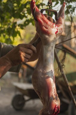 Hayvan katliamı. Hayvan kesim. Tavşan son günü. Tavşan ölümü.
