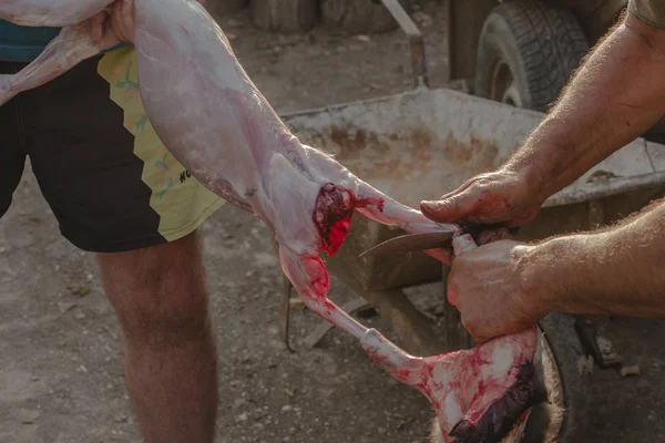 Matanza Del Animal Matanza Animales Último Día Liebre Muerte Liebre —  Fotos de Stock