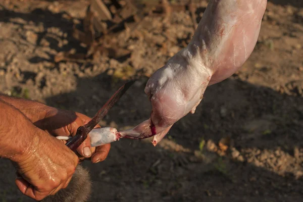 Matanza Del Animal Matanza Animales Último Día Liebre Muerte Liebre —  Fotos de Stock