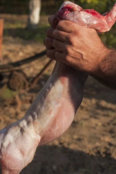 Die Schlachtung Des Tieres Tierschlachtungen Der Letzte Tag Des Hasen — Stockfoto