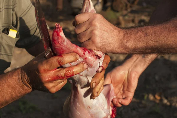 Matanza Del Animal Matanza Animales Último Día Liebre Muerte Liebre —  Fotos de Stock