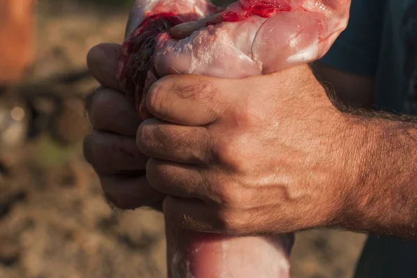 Matanza Del Animal Matanza Animales Último Día Liebre Muerte Liebre —  Fotos de Stock