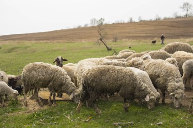 Keçi ve koyun sürüsü. Çayırda hayvan otlatmak. Avrupa'nın Dağ Meraları.