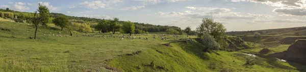 Una Mandria Capre Pecore Gli Animali Pascolano Nel Prato Pascoli — Foto Stock