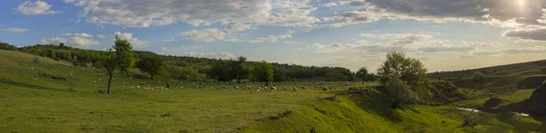 Ένα Κοπάδι Από Κατσίκες Και Πρόβατα Ζώα Που Βόσκουν Στο — Φωτογραφία Αρχείου