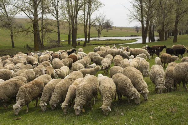 Una Mandria Capre Pecore Gli Animali Pascolano Nel Prato Pascoli — Foto Stock