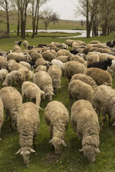 Keçi Koyun Sürüsü Çayırda Hayvan Otlatmak Avrupa Nın Dağ Meraları — Stok fotoğraf