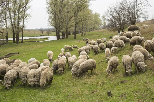 Una Mandria Capre Pecore Gli Animali Pascolano Nel Prato Pascoli — Foto Stock