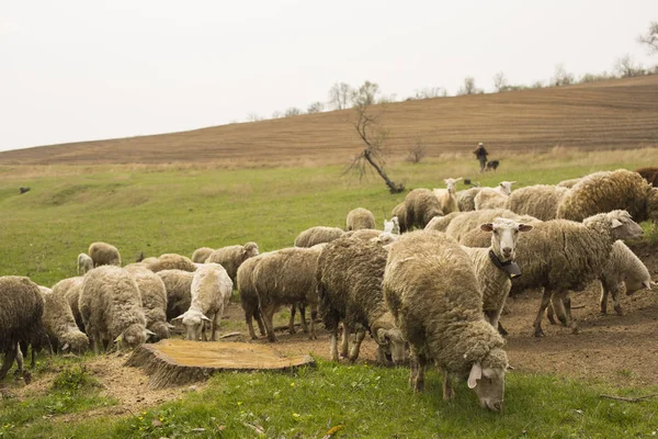 Una Mandria Capre Pecore Gli Animali Pascolano Nel Prato Pascoli — Foto Stock