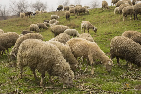 Una Mandria Capre Pecore Gli Animali Pascolano Nel Prato Pascoli — Foto Stock