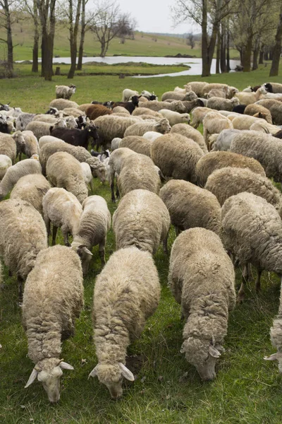 Una Mandria Capre Pecore Gli Animali Pascolano Nel Prato Pascoli — Foto Stock