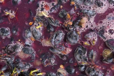 Şarap malzemesi, üzüm suyu - mutlaka, stum, maun. Moldova 'da şarap üretim teknolojisi. Şarap yapma geleneği. Eski üzüm işleme geleneği..