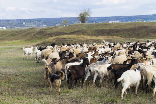 Una Manada Cabras Ovejas Los Animales Pastan Prado Pastos Europa — Foto de Stock