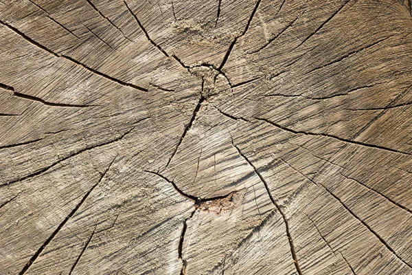 Death of an old tree. The texture of the tree in the stump. Cut Log Ends dry cracked wood.