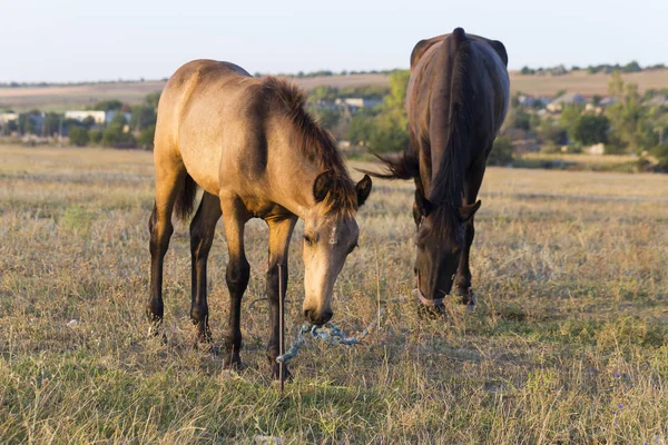 Mare Foal Pasture Kid Trying Free His Mother Leash His — Stock Photo, Image