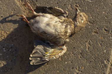 Ölü bir ispinoz. Yol savaşları bir kuşun ölümüdür. Arabayla ölüm. Yolda öldürülen bir kuş. Kuşların dünyasındaki trajik durum. Dünya gezegenindeki ekolojik felaketin resmi..