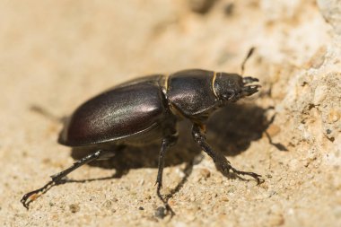 Lucanus cervus, kedigiller (Lucanidae) familyasından bir kuş türü. Imago, dişi bir böcek..