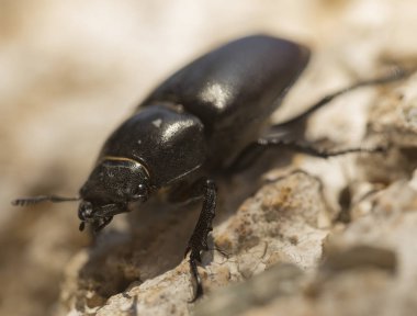 Lucanus cervus, kedigiller (Lucanidae) familyasından bir kuş türü. Imago, dişi bir böcek..