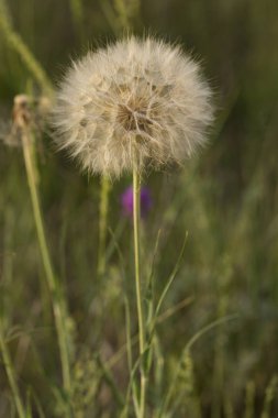Tragopogon pratensis (jack-go-to-bed-at-öğlen, çayır salsify, gösterişli keçi sakalı veya çayır keçi sakalı) Avrupa ve Kuzey Amerika'da dağıtılan bir isimdir..