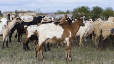 Fayanslardan yapılma. Bir taşın üzerindeki grafiksel element. İnşaat ürünü.