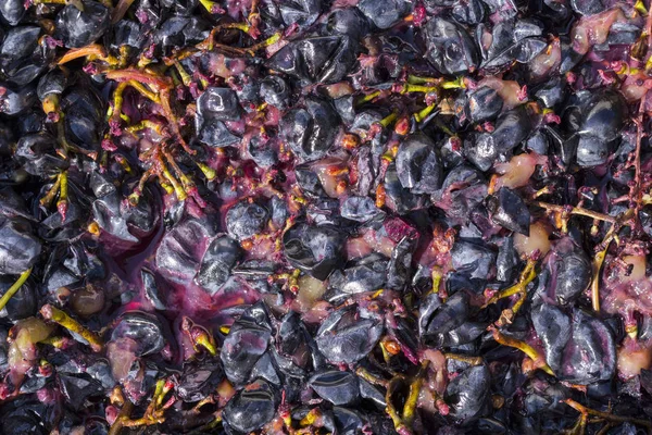 포도주 반드시 몰도바에서의 포도주 와인을 만드는 전통이죠 가공의 — 스톡 사진